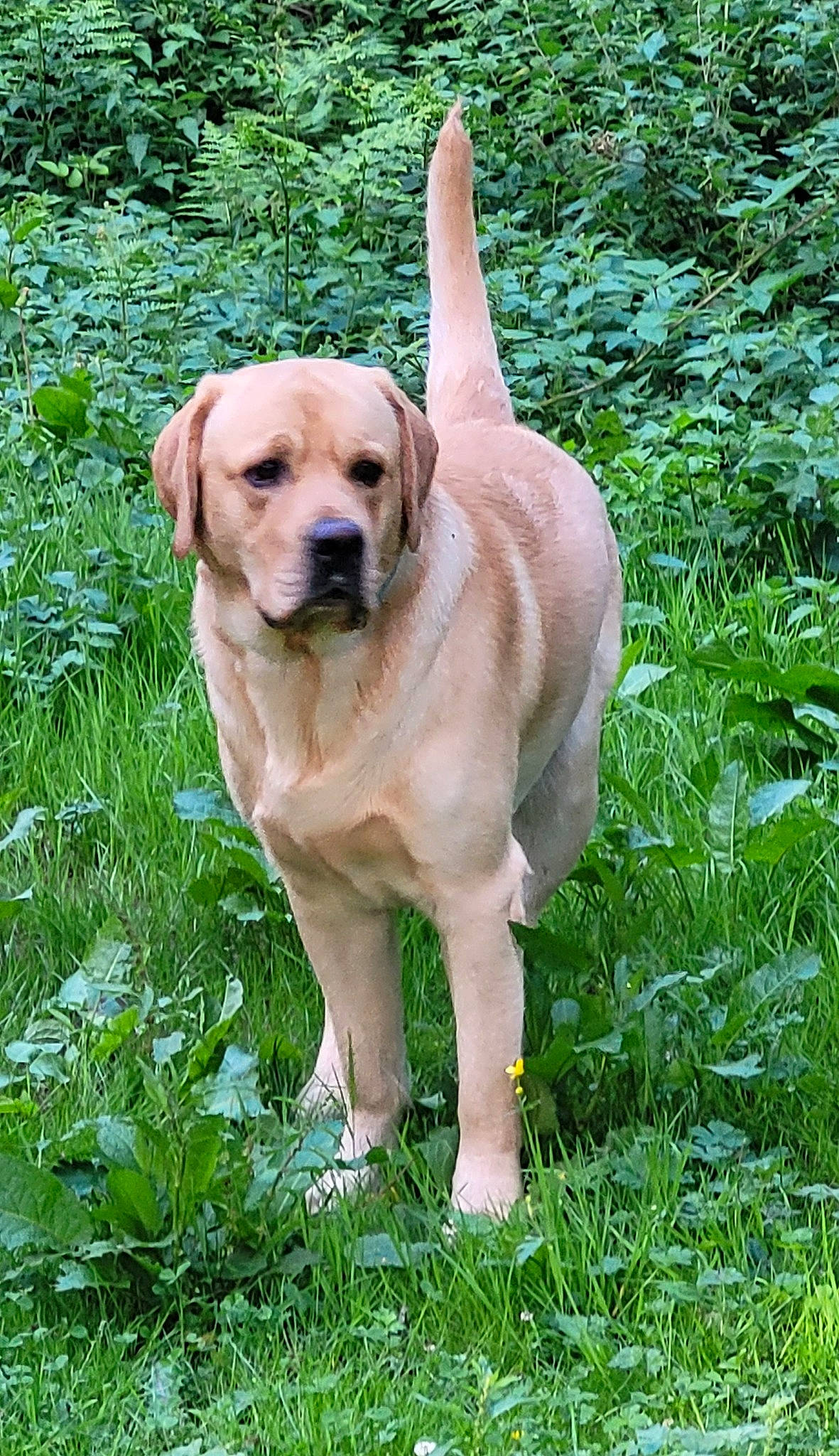 Rocky participe au concours pour gagner de l'argent avec cette photo : carnivore, companion_dog, dog, dog_breed, dog_collar, fawn, grass, groundcover, gun_dog, labrador_retriever, plant, snout, sporting_group, tail, terrestrial_animal, terrestrial_plant, tree, whiskers, working_animal, working_dog