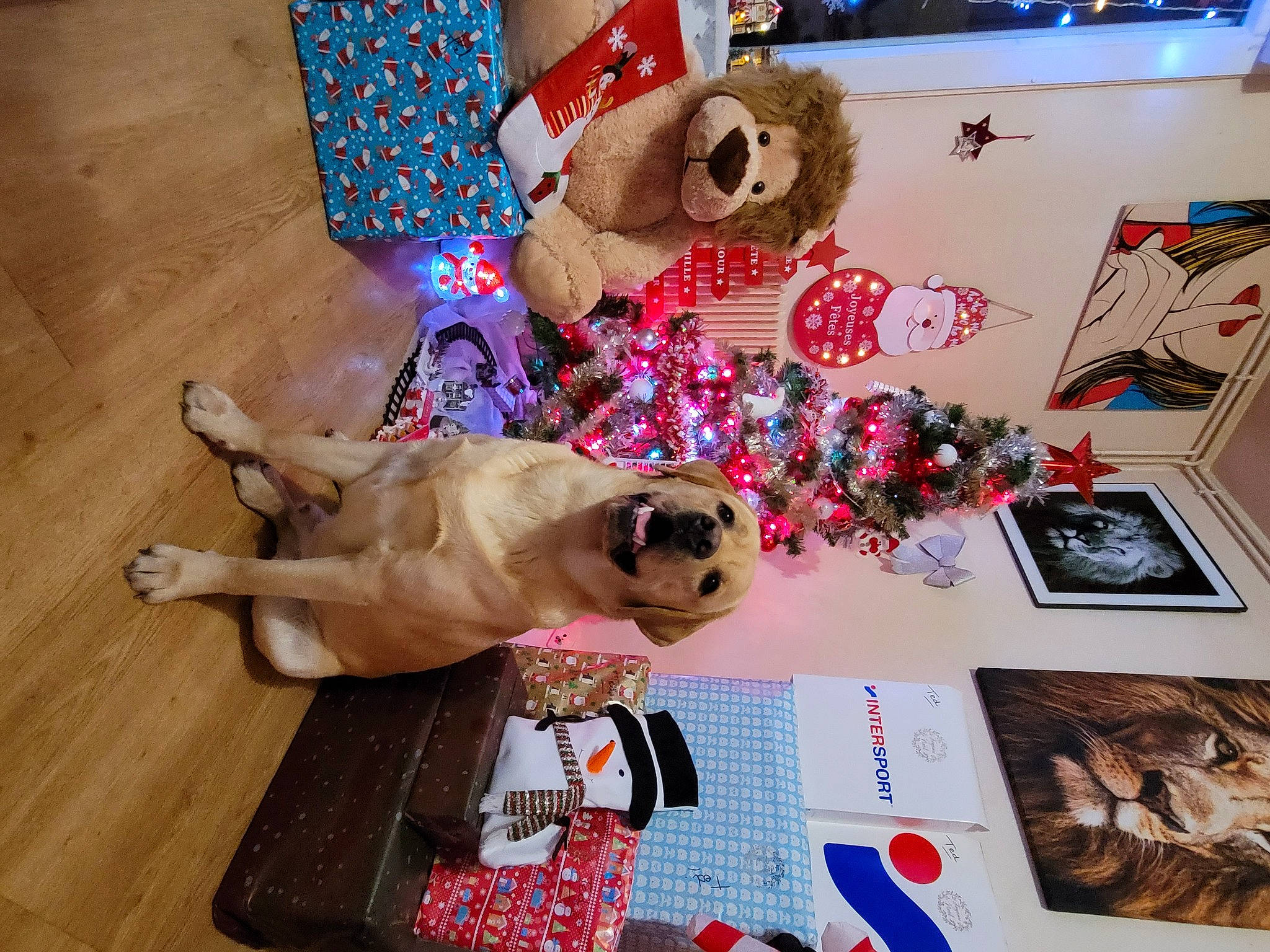 Rocky a rejoint le concours — aidez-le/la à gagner de superbes lots ! canidae, carnivore, companion_dog, dog, dog_breed, dog_supply, eyewear, fawn, fedora, flooring, fur, hardwood, hat, pet_supply, stuffed_toy, sunglasses, toy, toy_dog, wood, working_animal