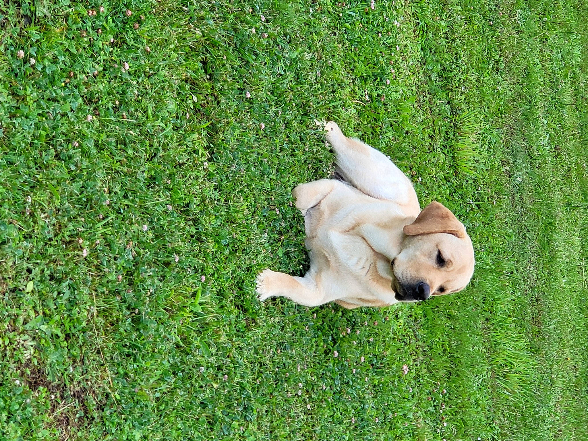 Rocky a rejoint le concours — aidez-le/la à gagner de superbes lots ! art, fawn, grass, grass_family, grassland, groundcover, human_leg, lawn, lawn_ornament, leisure, meadow, pasture, people_in_nature, plant, sculpture, shrub, sporting_group, statue, tail, wood