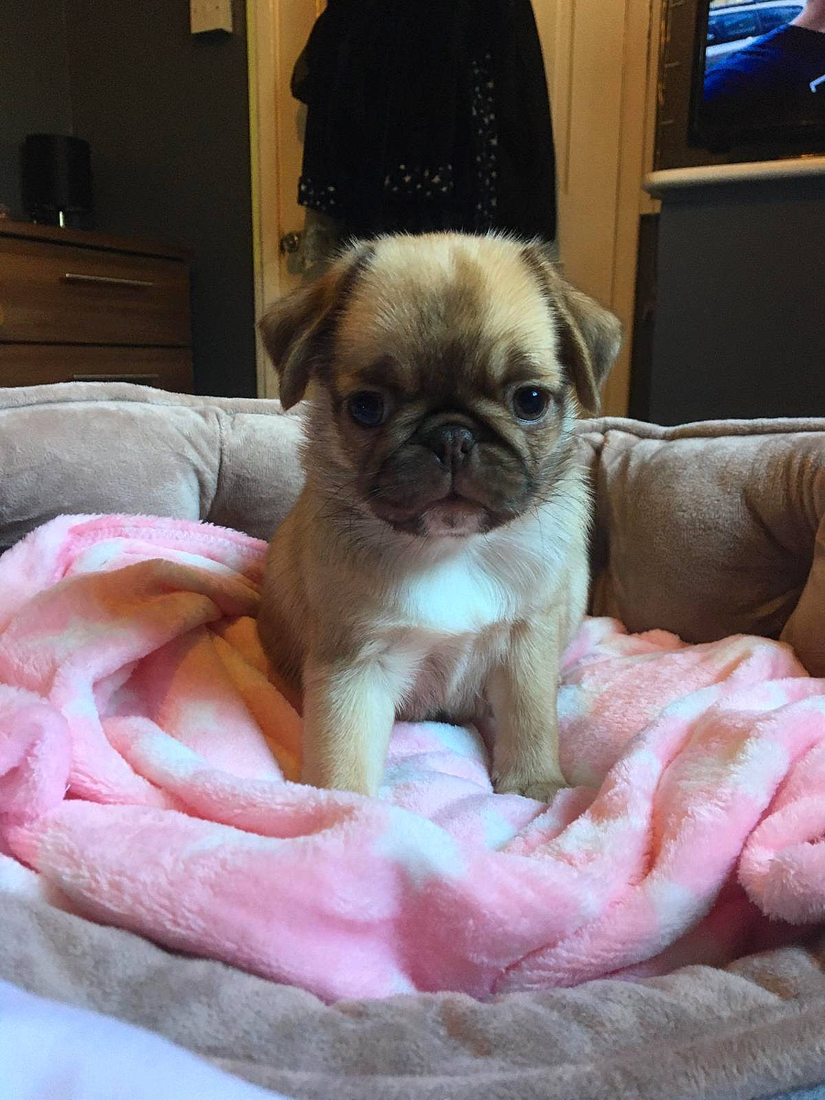 Luna is registered to the contest to win money with this photo: blue, canidae, carnivore, comfort, companion_dog, computer_keyboard, dog, dog_breed, fawn, fur, home_appliance, linens, pink, pug, snout, sporting_group, television, toy_dog, working_animal, wrinkle