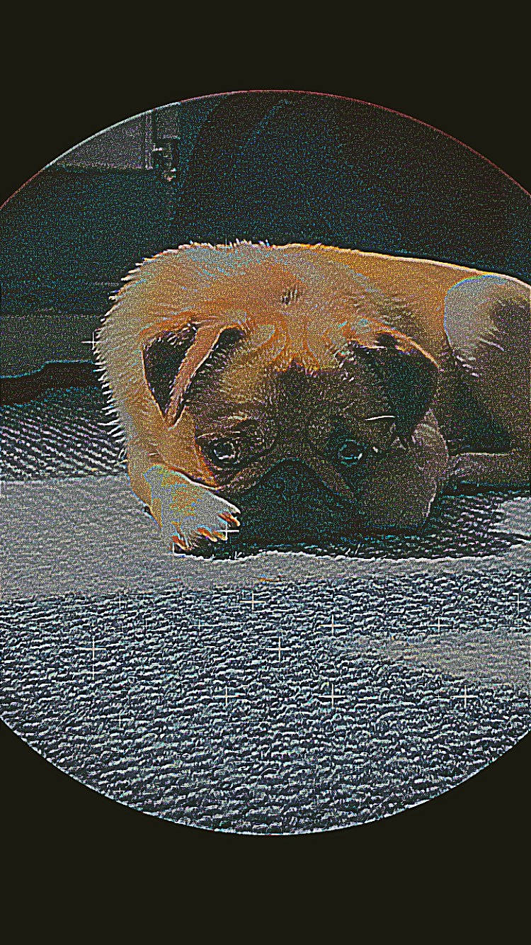 Luna joined the competition — help win amazing prizes! art, astronomical_object, ball, carnivore, circle, darkness, electric_blue, eye, font, graphics, human_body, human_leg, illustration, pattern, reptile, snout, space, symmetry, terrestrial_animal, tints_and_shades