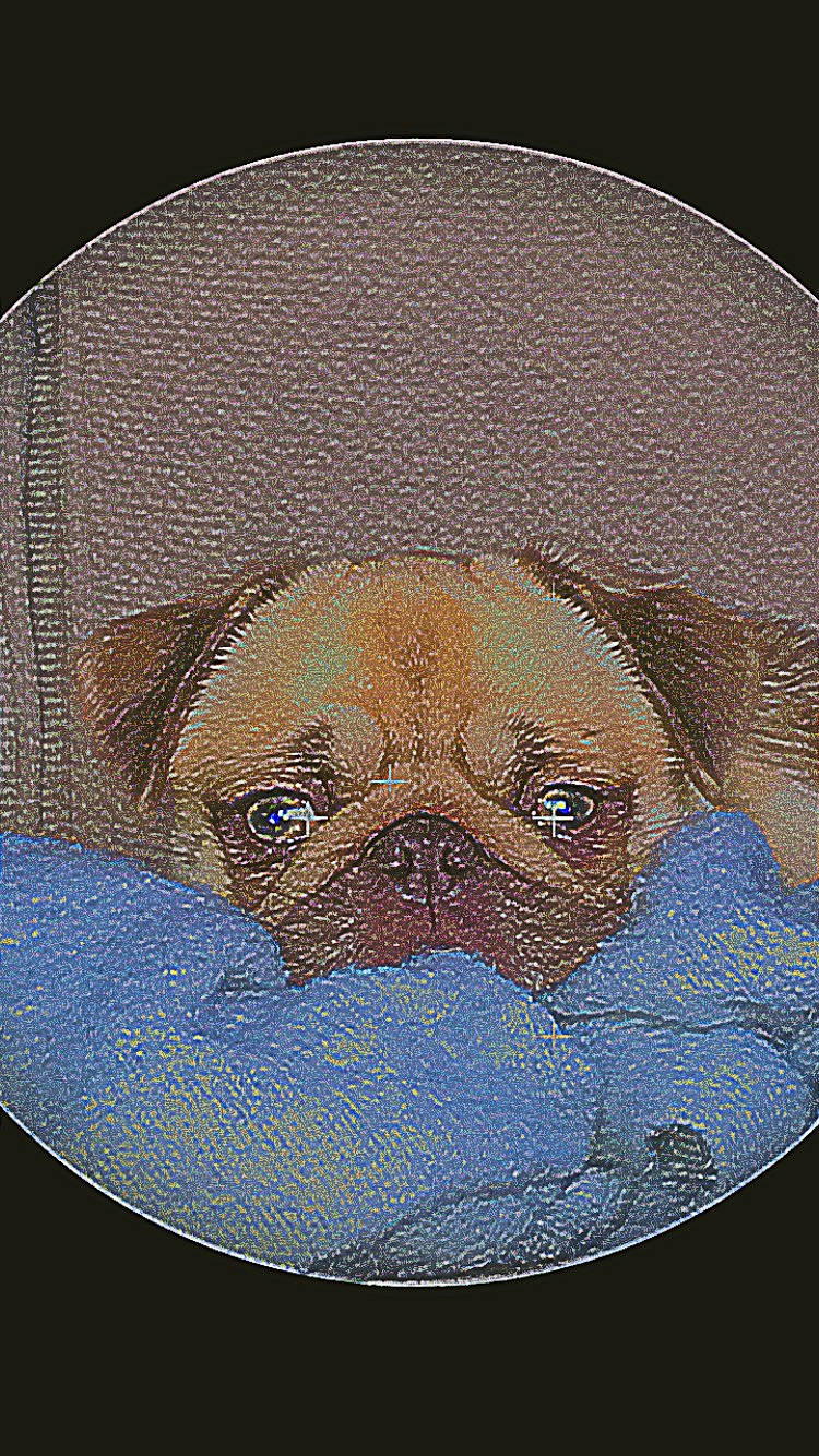 Luna is registered to the contest to win money with this photo: art, canidae, carnivore, companion_dog, dog, dog_breed, dog_supply, fawn, illustration, liver, painting, pet_supply, pug, snout, sporting_group, terrestrial_animal, toy_dog, whiskers, working_animal, wrinkle