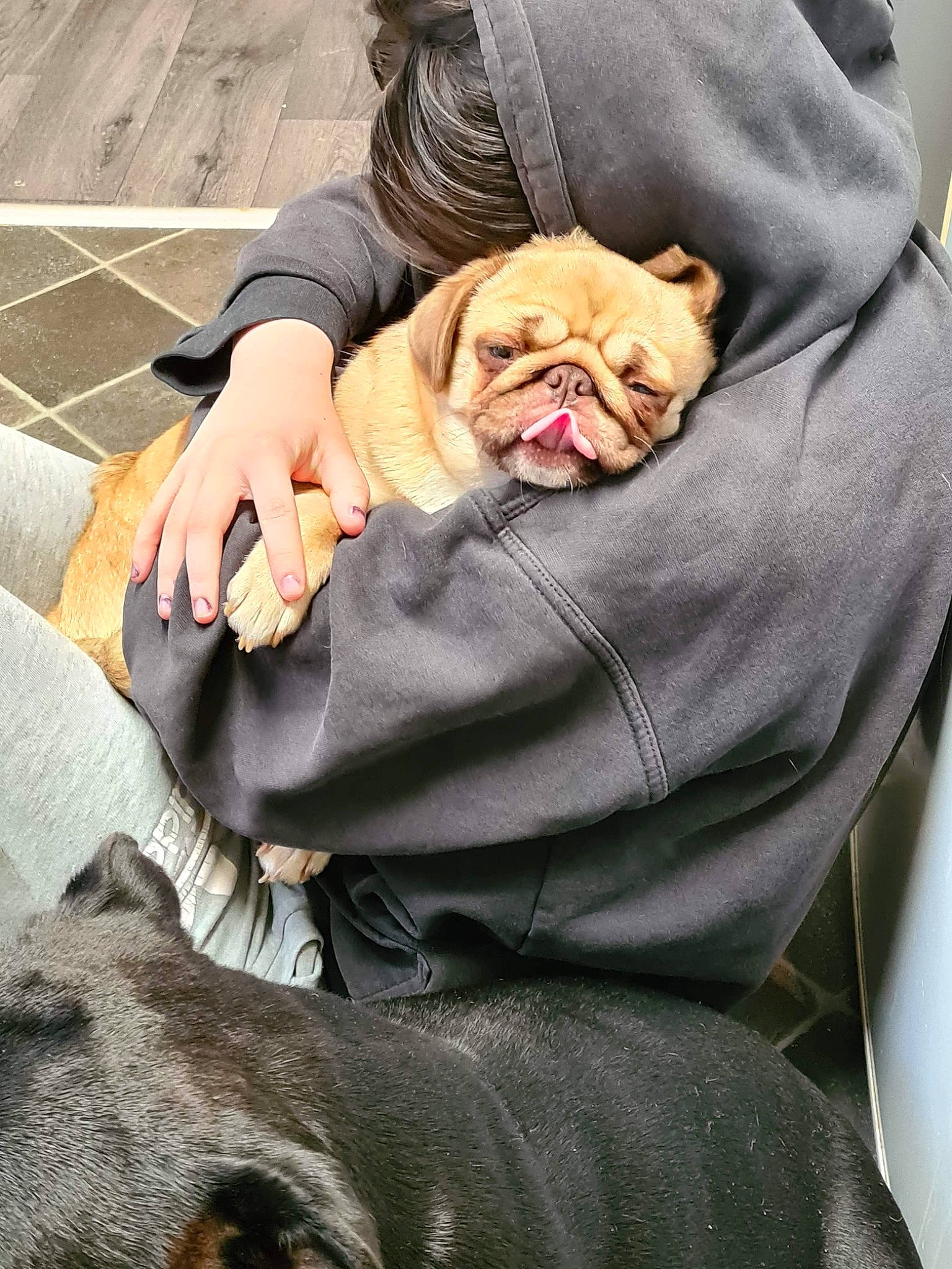 Luna is registered to the contest to win money with this photo: carnivore, comfort, companion_dog, dog, dog_breed, eyewear, fawn, felidae, fur, glasses, grass, hand, sitting, snout, sporting_group, sunglasses, textile, toy_dog, working_animal, wrinkle