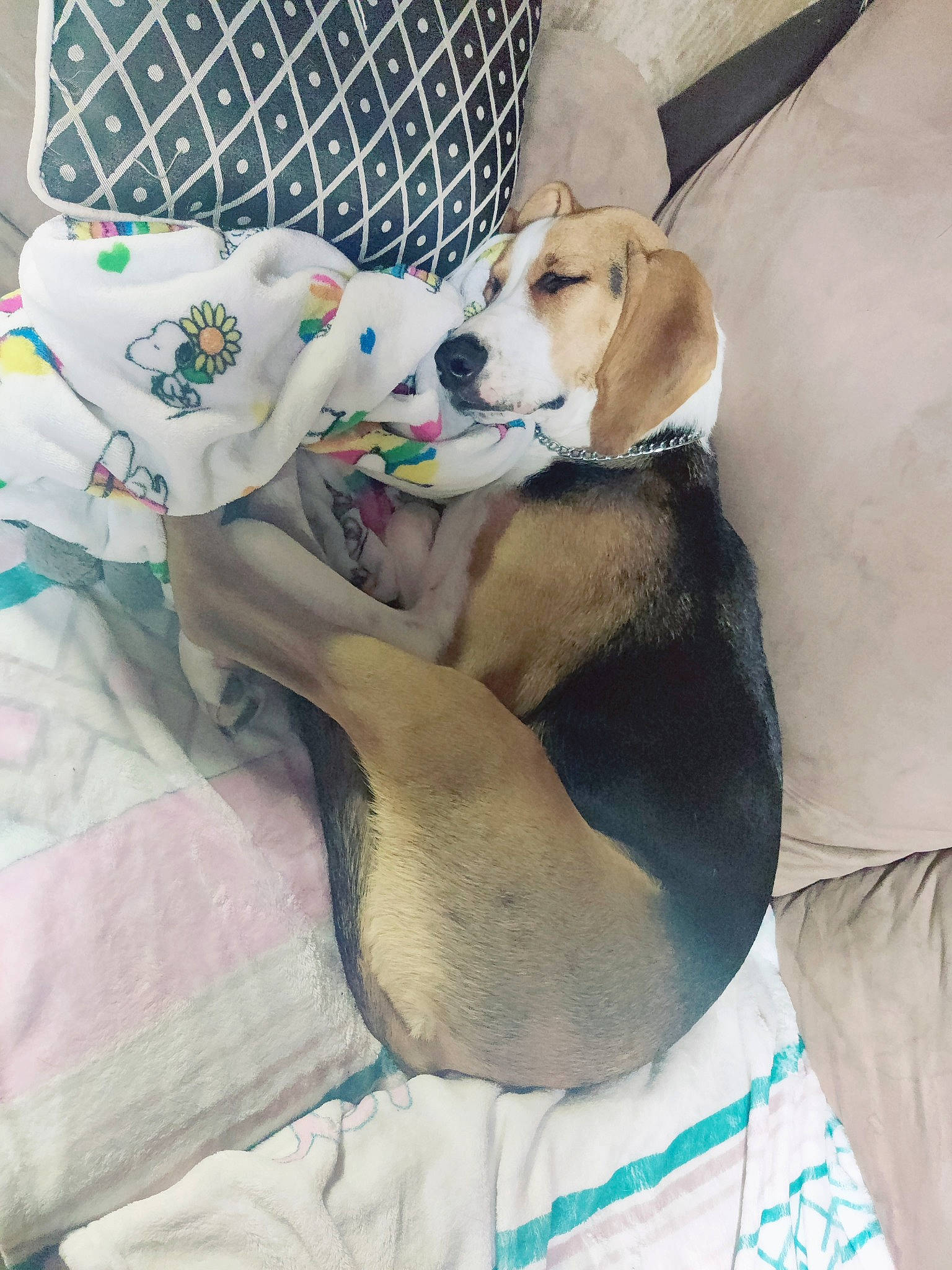 Snoopy joined the competition — help win amazing prizes! canidae, carnivore, collar, comfort, companion_dog, dog, dog_bed, dog_breed, dog_supply, fawn, linens, mammal, nap, non_sporting_group, paw, pet_supply, snout, sporting_group, tail, working_animal