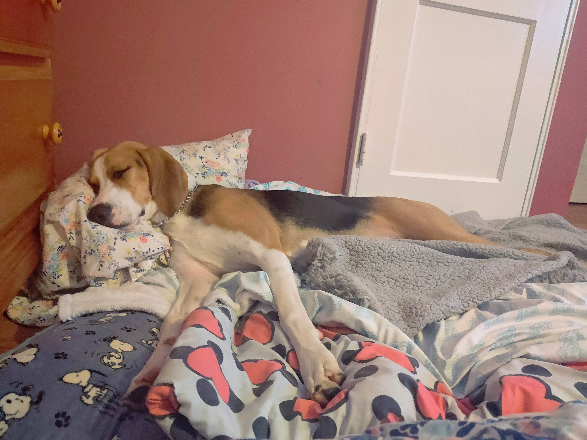 Snoopy joined the competition — help win amazing prizes! bed, bed_sheet, bedding, carnivore, comfort, companion_dog, couch, dog, dog_breed, dog_supply, door, fawn, flooring, hardwood, linens, room, sporting_group, tail, wood, working_animal