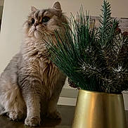 Mochi is registered to the contest to win money with this photo: big_eyes, cat, closeup, cozy, curious, decoration, fluffy_cat, fur, furniture, gold_vase, houseplant, indoor, pet, pine_needles, plant, portrait, sitting, tabletop, vase, whiskers