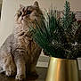 cat, fluffy_cat, pet, indoor, vase, plant, pine_needles, tabletop, portrait, curious, whiskers, big_eyes, fur, sitting, furniture, houseplant, gold_vase, decoration, closeup, cozy