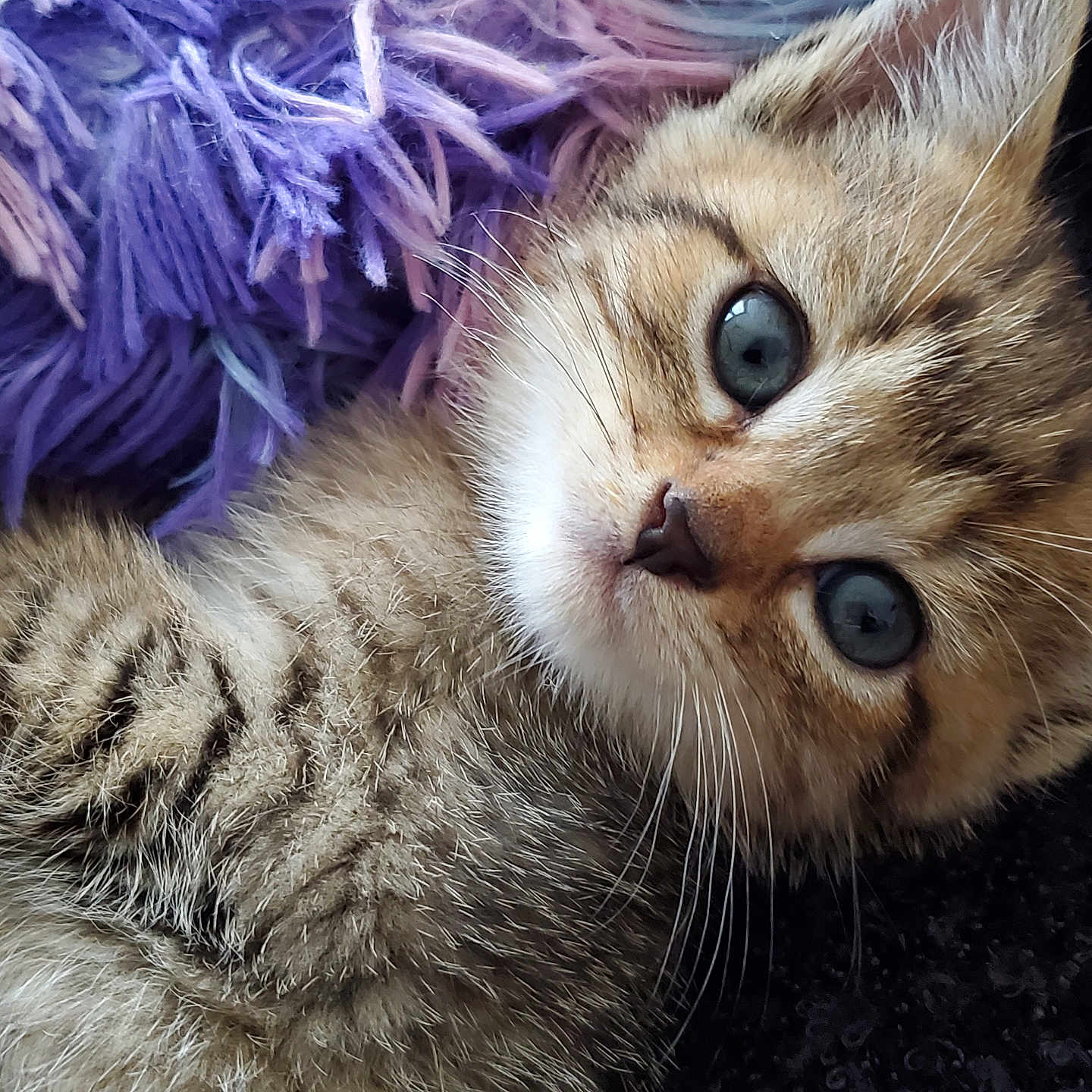 Pumbaa participe au concours pour gagner de l'argent avec cette photo : abyssinian, accessories, animal, cat, featherboa, kitten, manx, pet, purple, siamese