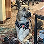 dog, indoor, carpet, rug, toy, stuffed_animal, harness, table, furniture, pet, animal, brown_dog, plush_toy, relaxed, living_room, domestic, floor, paws, household, canine