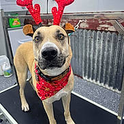 Scooby Doo joined the competition — help win amazing prizes! dog, reindeer_antlers, red_bandana, grooming_table, indoor, pet, festive, holiday, animal, canine, brown_dog, leash, collar, cute, looking_at_camera, decorative, floor, window, metal_surface, background