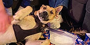 Scooby Doo joined the competition — help win amazing prizes! dog, toy, wrapping_paper, floor, carpet, person, pajamas, jeans, hand, socks, indoor, living_room, pet, playful, plush_toy, black_harness, holiday_theme, casual, seated, curious_expression