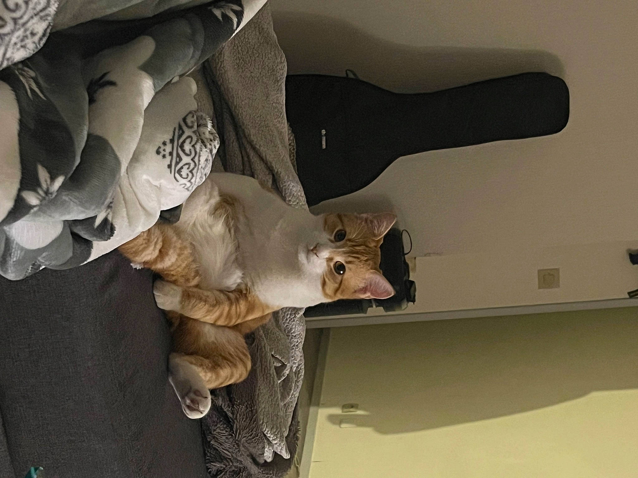 Tigrou participe au concours pour gagner de l'argent avec cette photo : bouquet, cut_flowers, felidae, fur, gesture, human_leg, paw, petal, plant, room, small_to_medium_sized_cats, still_life_photography, tail, tree, wing, wood