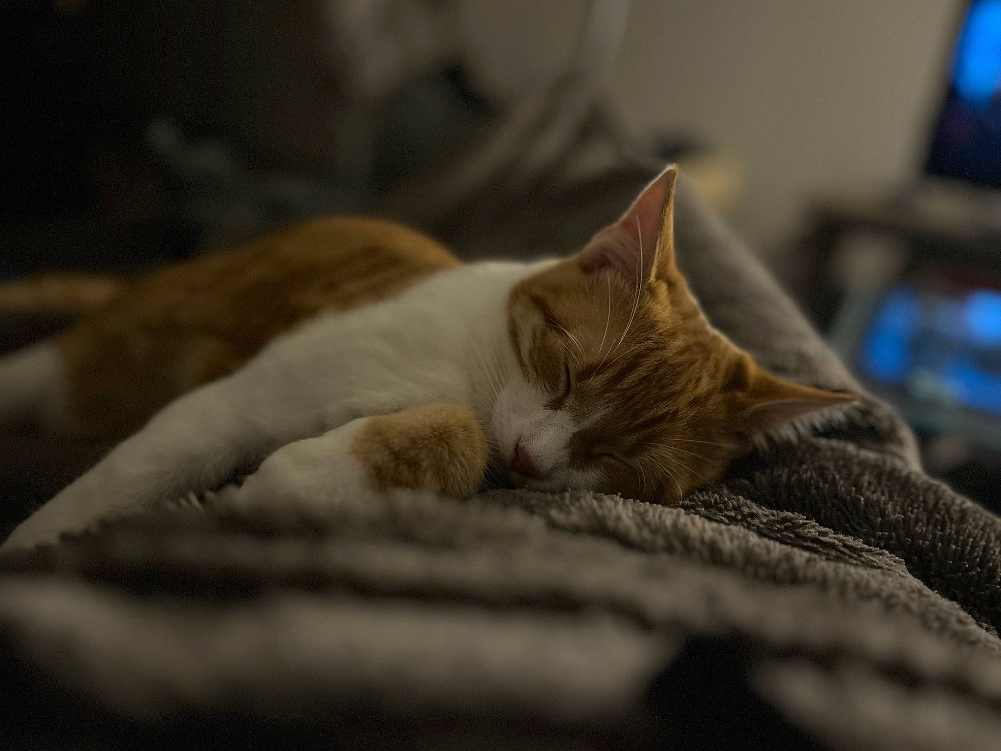 Tigrou participe au concours pour gagner de l'argent avec cette photo : bedding, carnivore, cat, claw, comfort, domestic_short_haired_cat, felidae, fur, grey, linens, nap, paw, sleep, small_to_medium_sized_cats, television, terrestrial_animal, whiskers, wood