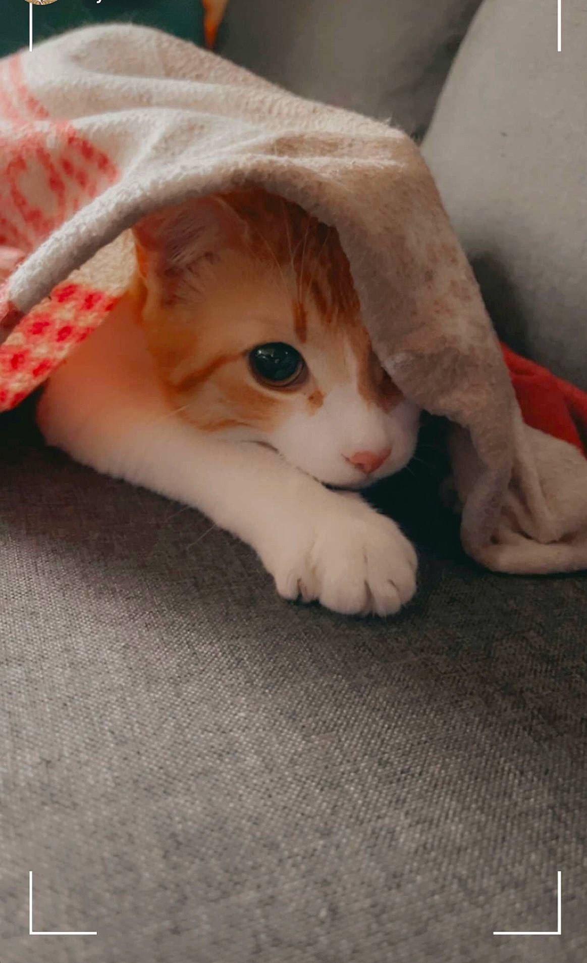 Tigrou participe au concours pour gagner de l'argent avec cette photo : carnivore, cat, child, comfort, domestic_short_haired_cat, eye, fawn, felidae, flooring, fur, hat, linens, paw, small_to_medium_sized_cats, snout, tail, whiskers, wood, wool