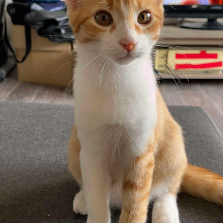 Tigrou a rejoint le concours — aidez-le/la à gagner de superbes lots ! alert, animal, cat, curious, cute, domestic, ears, feline, floor, furniture, indoor, kitten, living_room, orange, pet, sitting, television, whiskers, white, young