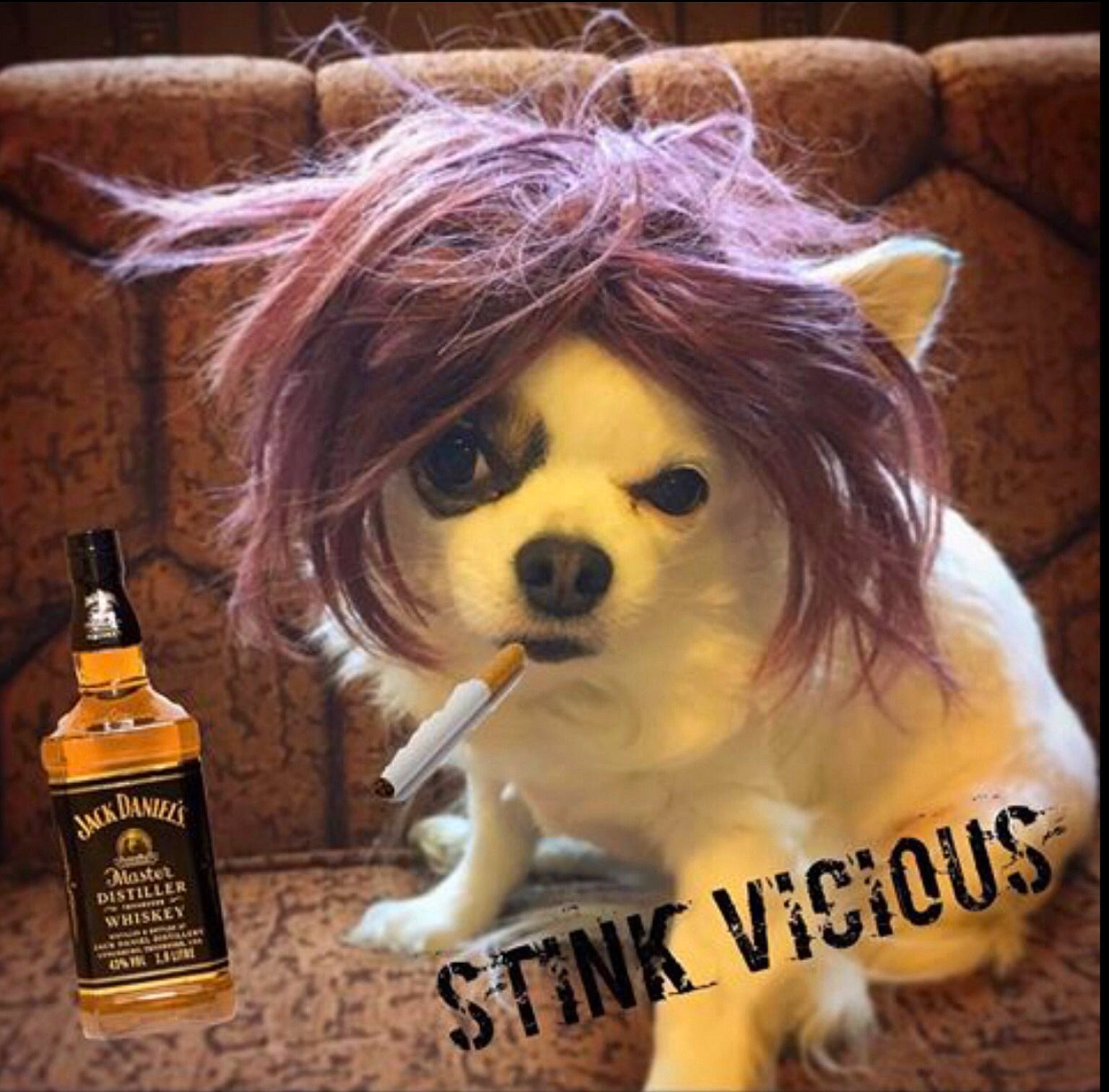 Stinky joined the competition — help win amazing prizes! bottle, canidae, carnivore, companion_dog, dog, dog_breed, fawn, photo_caption, puppy, snout, toy_dog