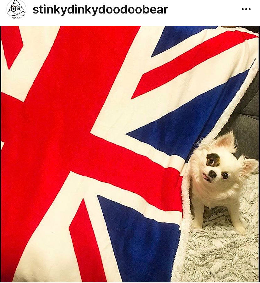 Stinky is registered to the contest to win money with this photo: canidae, carnivore, dog, dog_breed, dog_clothes, flag, flag_day_usa, flag_of_the_united_states, independence_day, non_sporting_group, pomeranian, veterans_day