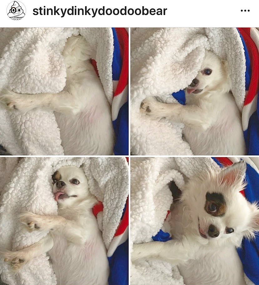 Stinky joined the competition — help win amazing prizes! adaptation, canidae, ear, fur, nose, photo_caption, plush