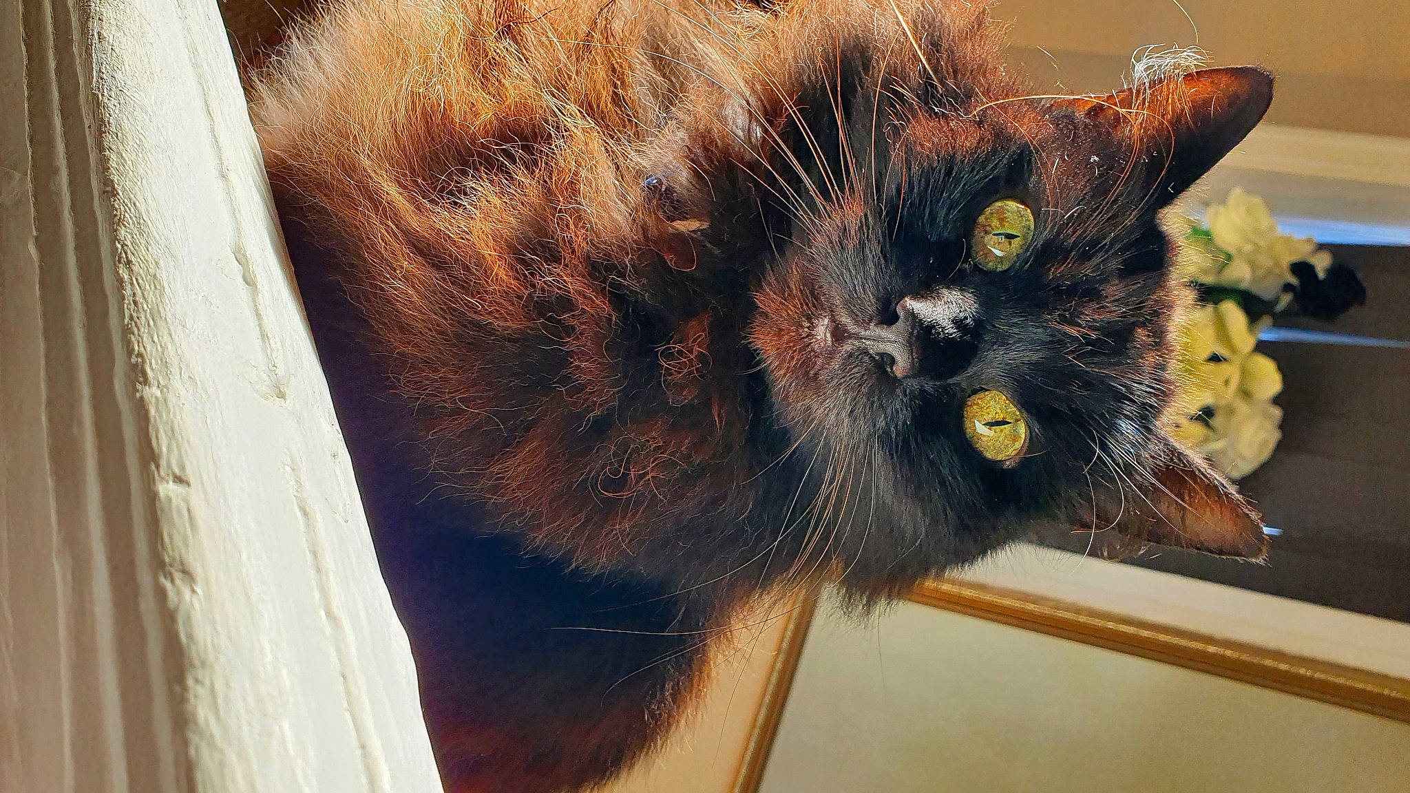 Gizmo joined the competition — help win amazing prizes! black_cat, bombay, carnivore, cat, claw, domestic_short_haired_cat, ear, felidae, fur, paw, plant, small_to_medium_sized_cats, snout, tail, terrestrial_animal, whiskers, window, wood