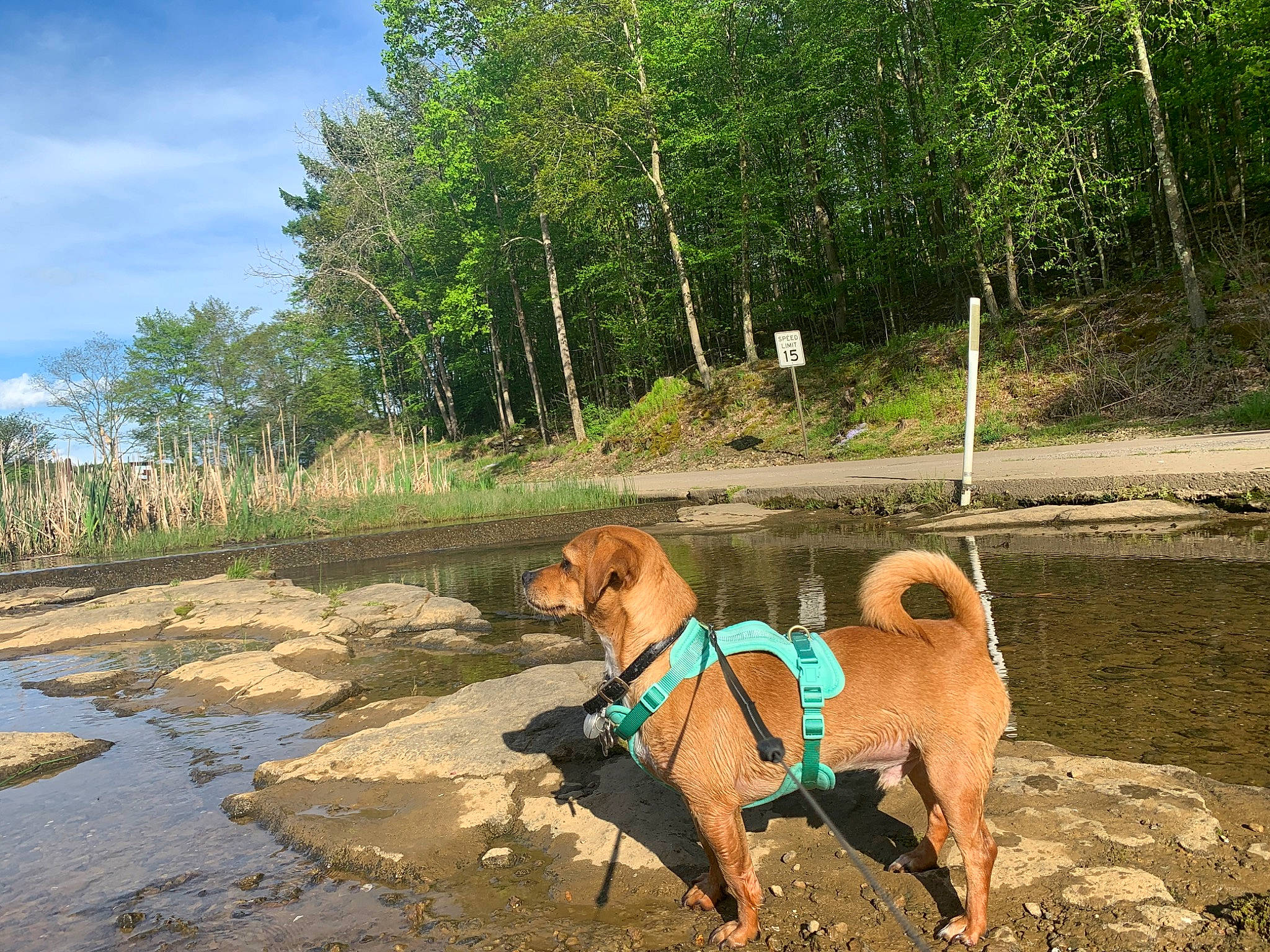 Buddi is registered to the contest to win money with this photo: carnivore, chair, cloud, collar, companion_dog, dog, dog_breed, dog_collar, dog_supply, fawn, landscape, leash, pet_supply, plant, sky, sporting_group, tail, tree, water, working_animal