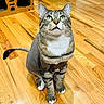 Galaxy joined the competition — help win amazing prizes! cat, tabby, shaved_cat, green_eyes, wood_floor, cardboard_cat_house, indoor, pet, feline, whiskers, curious, sitting, paws, tail, fur_pattern, household, animal, cute, looking_up, domestic_cat