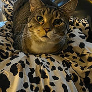 Galaxy joined the competition — help win amazing prizes! cat, tabby, pet, animal, feline, indoor, blanket, pattern, black_and_white, fur, whiskers, eyes, face, relaxed, cozy, couch, home, comfort, closeup, resting