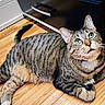 Galaxy is registered to the contest to win money with this photo: cat, tabby, striped, green_eyes, indoor, wooden_floor, furniture, curious, pet, animal, domestic_cat, whiskers, ears, paws, relaxed, looking_up, flooring, drawer, household, cute