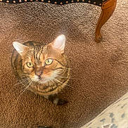 Cash is registered to the contest to win money with this photo: cat, tabby_cat, pet, indoor, carpet, chair, furniture, whiskers, yellow_eyes, ears, fur, stripes, domestic_cat, close_up, portrait, looking_up, curious, tail, sitting, floor
