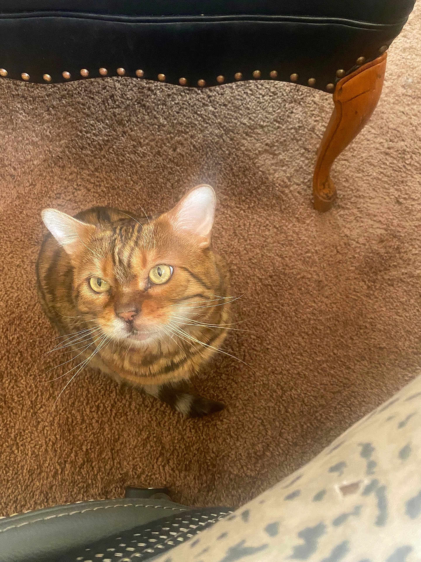 Cash is registered to the contest to win money with this photo: cat, tabby_cat, pet, indoor, carpet, chair, furniture, whiskers, yellow_eyes, ears, fur, stripes, domestic_cat, close_up, portrait, looking_up, curious, tail, sitting, floor