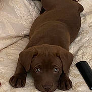 Liberty joined the competition — help win amazing prizes! animal, bed, blanket, brown, cozy, cute, dog, ears, eyes, fur, home, indoor, looking_up, lying_down, paws, pet, puppy, remote_control, resting, young