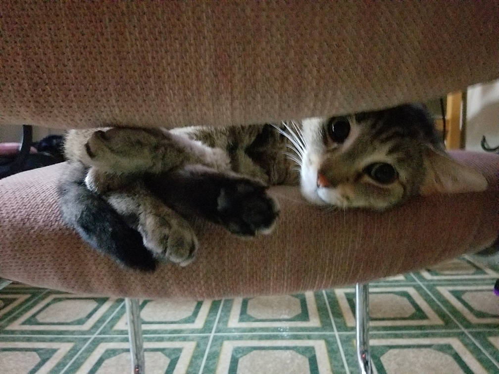 Juice is registered to the contest to win money with this photo: carnivore, cat, cat_furniture, claw, comfort, domestic_short_haired_cat, fawn, felidae, flooring, fur, grey, hardwood, paw, room, small_to_medium_sized_cats, snout, tail, vertebrate, whiskers, wood