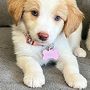 Indie joined the competition — help win amazing prizes! puppy, dog, blue_eyes, collar, dog_tag, indoor, couch, cute, pet, animal, fluffy, white_fur, tan_fur, young_dog, lying_down, front_paws, close_up, domestic_animal, companion, adorable