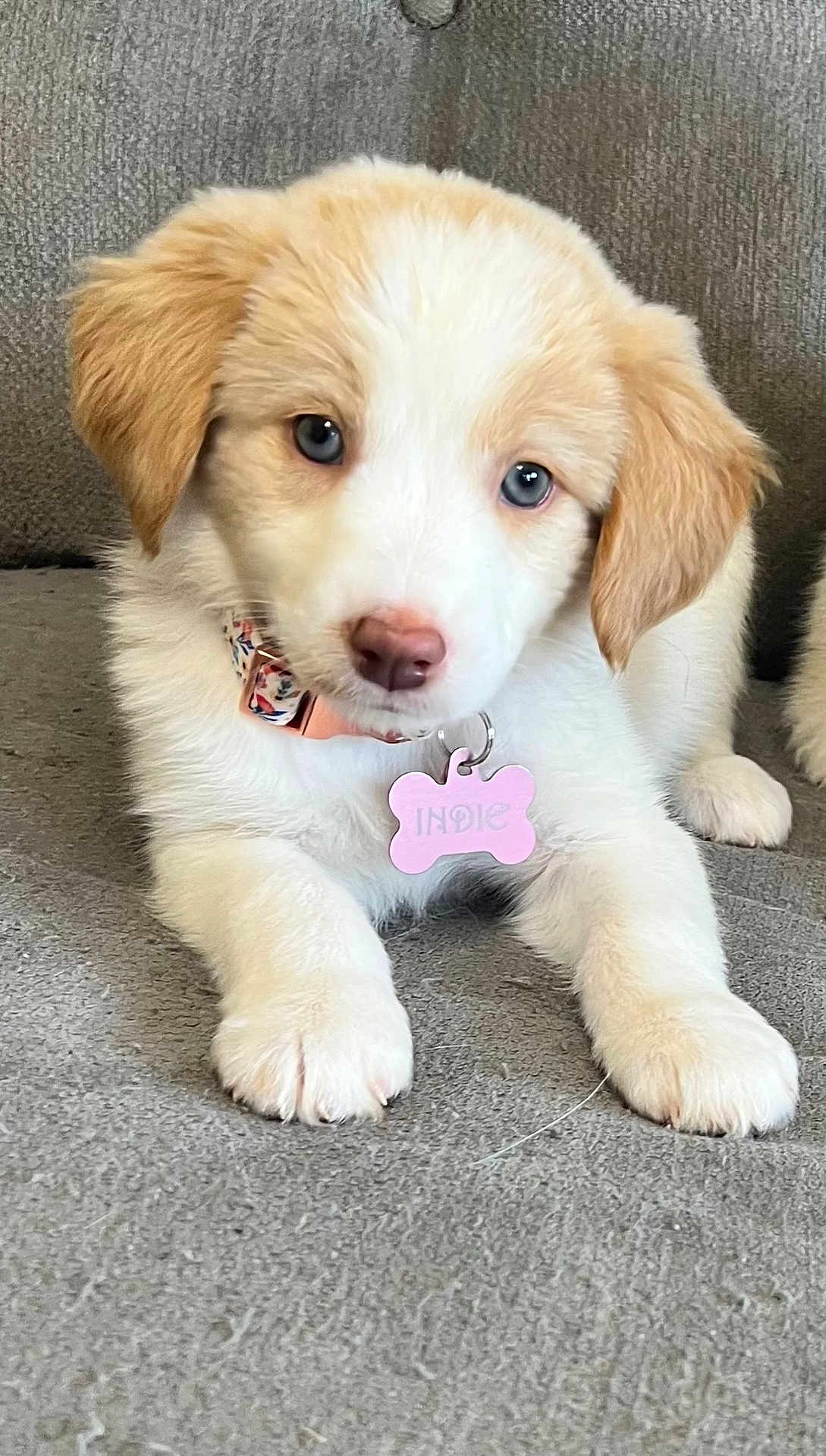 Indie joined the competition — help win amazing prizes! puppy, dog, blue_eyes, collar, dog_tag, indoor, couch, cute, pet, animal, fluffy, white_fur, tan_fur, young_dog, lying_down, front_paws, close_up, domestic_animal, companion, adorable