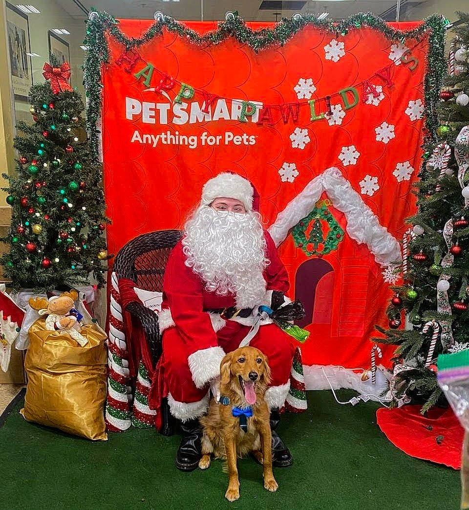 Bradley joined the competition — help win amazing prizes! beard, christmas, christmas_decoration, christmas_eve, christmas_ornament, christmas_tree, companion_dog, decoration, dog, event, grass, green, hat, holiday, holiday_ornament, lap, ornament, plant, santa_claus, tree