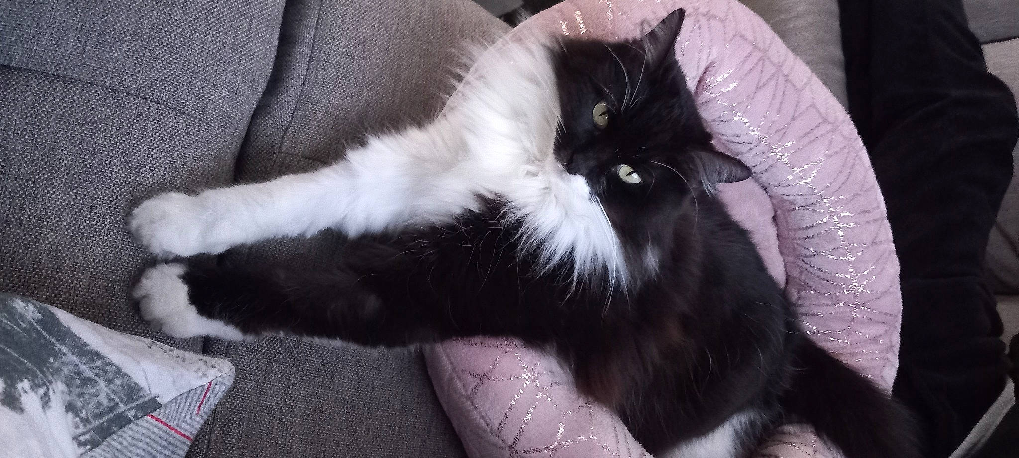 Kira a rejoint le concours — aidez-le/la à gagner de superbes lots ! black_cat, carnivore, cat, claw, comfort, domestic_short_haired_cat, eye, felidae, foot, formal_wear, fur, lap, paw, sitting, small_to_medium_sized_cats, snout, tail, terrestrial_animal, whiskers