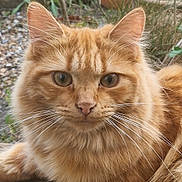 Wilbur joined the competition — help win amazing prizes! cat, ginger_cat, close_up, animal, pet, outdoor, fur, whiskers, ears, eyes, nature, mammal, portrait, feline, cute, fluffy, relaxed, wildlife, domestic_animal, resting