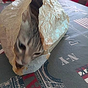 Lithie a rejoint le concours — aidez-le/la à gagner de superbes lots ! animal, blurry_background, cat, closeup, crinkled_bag, curious, domestic_animal, feline, gray_cat, hidden, household, indoor, kitchen, paper_bag, pet, playful, soft_light, striped_cat, tablecloth, tomatoes