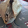 animal, blurry_background, cat, closeup, crinkled_bag, curious, domestic_animal, feline, gray_cat, hidden, household, indoor, kitchen, paper_bag, pet, playful, soft_light, striped_cat, tablecloth, tomatoes