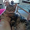 Lithie participe au concours pour gagner de l'argent avec cette photo : cat, cat_tree, cozy, curious, domestic_animal, floor, furniture, home, indoor, living_room, natural_light, person_leg, pet, relaxed, remote_control, tabby, table, television, wide_eyes, window