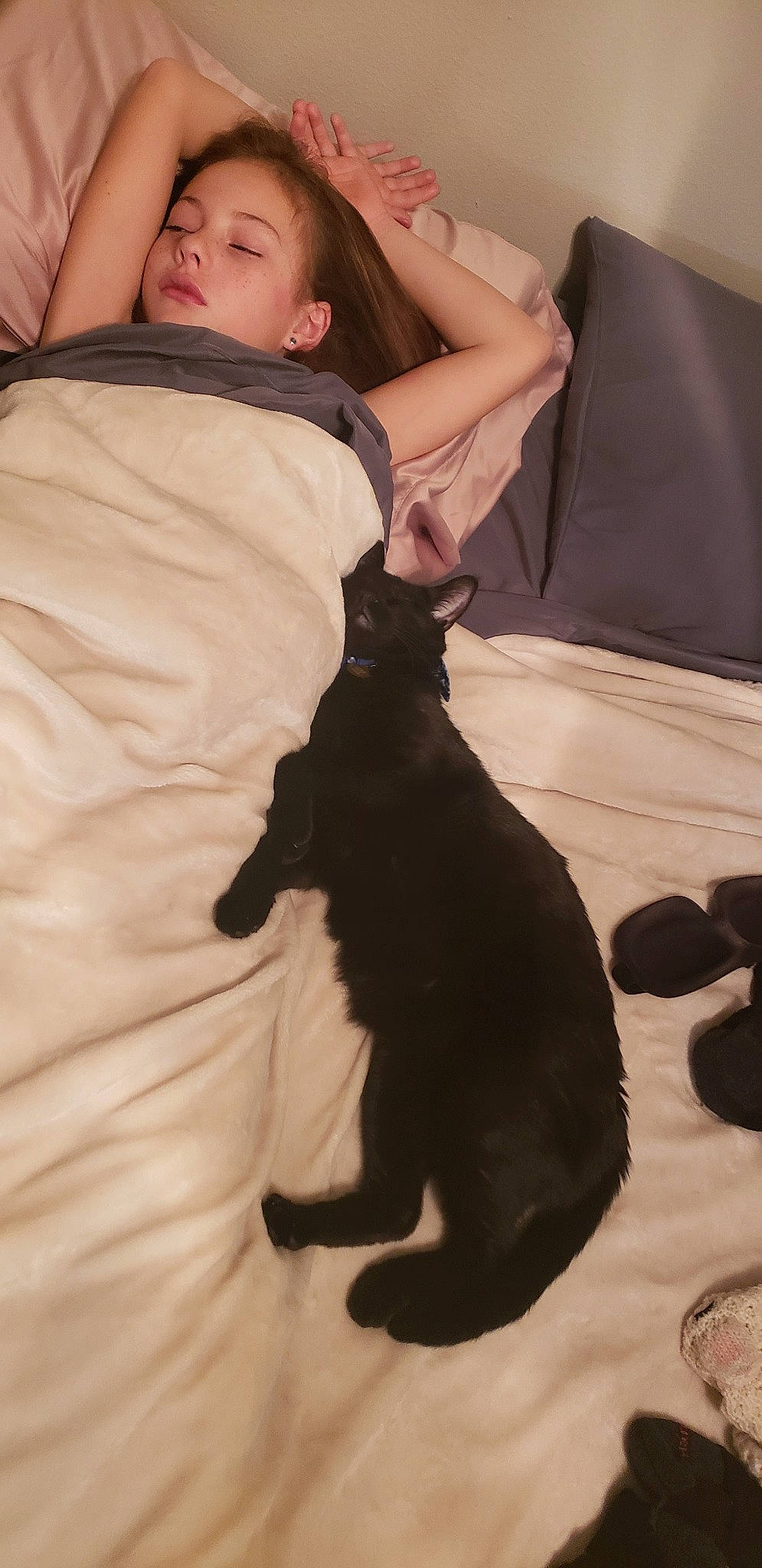 Salem joined the competition — help win amazing prizes! black_cat, canidae, carnivore, cat, companion_dog, dog, dog_breed, ear, fawn, felidae, fur, leg, puppy, smile, sporting_group, tail