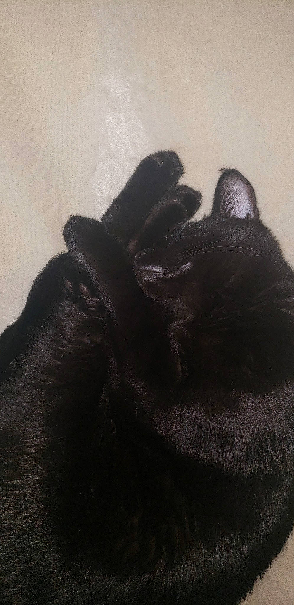 Salem is registered to the contest to win money with this photo: black, black_cat, black_hair, canidae, cat, claw, ear, fur, glove, guard_dog, hand, liver, paw, skin, sporting_group, tail