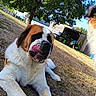 Alf participe au concours pour gagner de l'argent avec cette photo : dog, saint_bernard, large_dog, puppy, fluffy, tongue_out, funny, portrait, close_up, outdoor, backyard, grass, trees, sunny, garden_shed, laundry, fence, stick, pet, animal