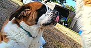 Alf a rejoint le concours — aidez-le/la à gagner de superbes lots ! dog, dogs, saint_bernard, large_breed, puppy, tongue_out, outdoor, backyard, grass, trees, sunlight, shed, clothesline, laundry, garden, fence, pet, fur, collar, playful
