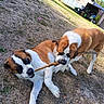 Alf a rejoint le concours — aidez-le/la à gagner de superbes lots ! dogs, saint_bernard, puppies, tug_of_war, stick, outdoor, backyard, grass, pets, animal, playful, competition, brown_and_white, large_dogs, sitting, lying_down, action, sunlight, shed, garden