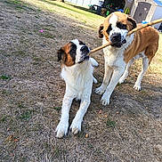 Alf participe au concours pour gagner de l'argent avec cette photo : dogs, saint_bernard, puppies, pets, animals, tug_of_war, stick, outdoor, backyard, grass, shed, sunny, playful, funny, brown_and_white, large_dog, floppy_ears, black_mask, canine, photography