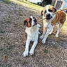 dogs, saint_bernard, puppies, pets, animals, tug_of_war, stick, outdoor, backyard, grass, shed, sunny, playful, funny, brown_and_white, large_dog, floppy_ears, black_mask, canine, photography