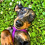 dog, puppy, dachshund, purple_harness, greenery, grass, daisies, closeup, pet, outdoor, cute, playful, animal, canine, nature, leafy, young_dog, lying_down, adorable, floral