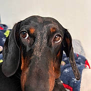 Vaïana a rejoint le concours — aidez-le/la à gagner de superbes lots ! dog, dachshund, close_up, pet, animal, ears, brown, black, fur, face, eyes, indoor, blanket, resting, portrait, cute, canine, mammal, domestic_animal, looking
