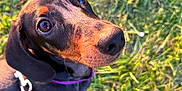 Vaïana participe au concours pour gagner de l'argent avec cette photo : animal, black, brown, canine, closeup, collar, cute, dachshund, dog, ears, grass, leash, lookingup, nature, outdoor, pet, puppy, summer, sunlight, young