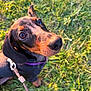 Vaïana participe au concours pour gagner de l'argent avec cette photo : dog, dachshund, puppy, grass, leash, collar, outdoor, pet, animal, brown, black, cute, canine, closeup, nature, sunlight, summer, young, ears, lookingup